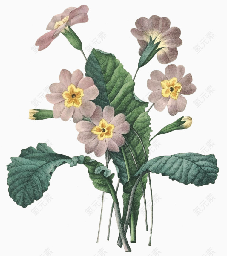 手绘水彩花卉
