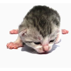 新生猫咪