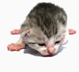 新生猫咪