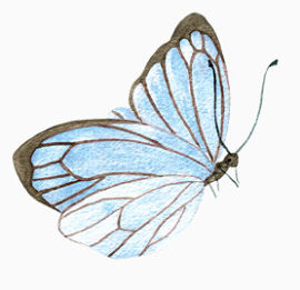 水墨油画水彩蝴蝶