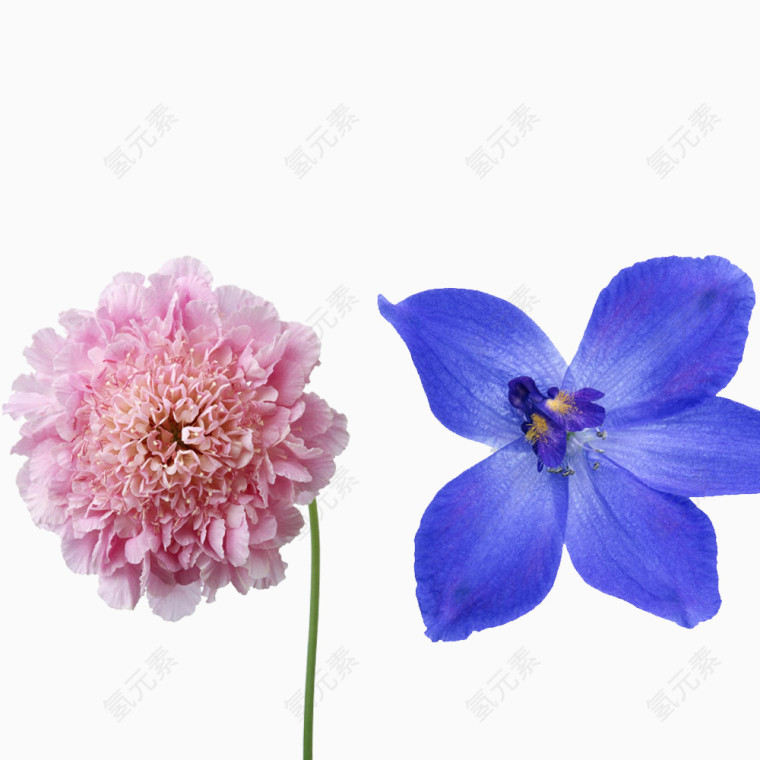 花朵花瓣