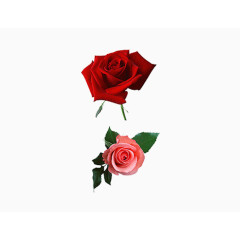 鲜花