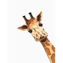 一只长颈鹿看过来