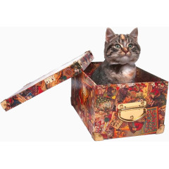 礼品盒猫咪