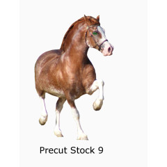 马儿 奔跑 马尾