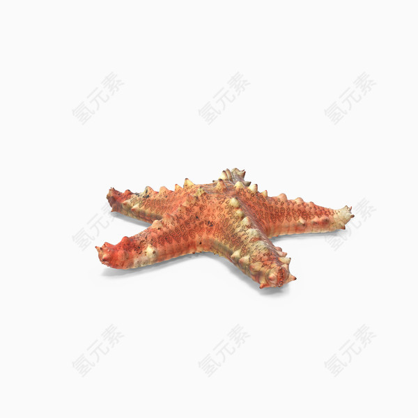 海洋生物海星