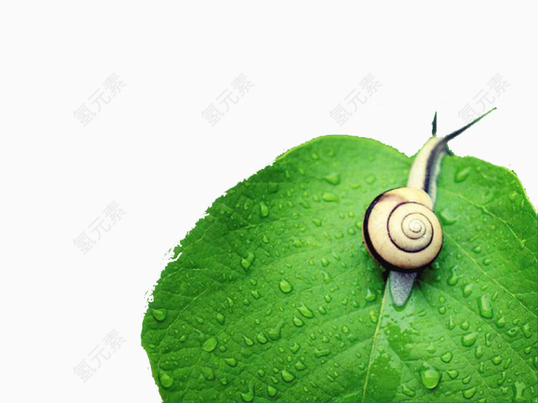 绿色叶子PPT背景模板