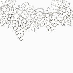 矢量素描葡萄