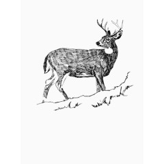 手绘简洁小鹿