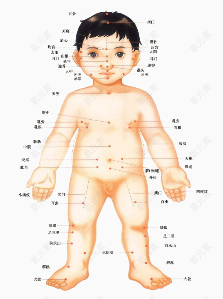 儿童穴位全身图