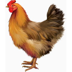 一只矢量母鸡
