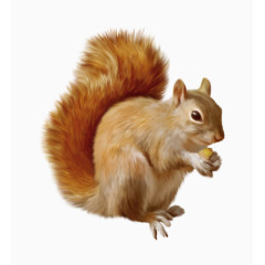 松鼠卡通