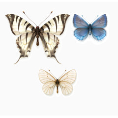 各种各样的蝴蝶矢量图