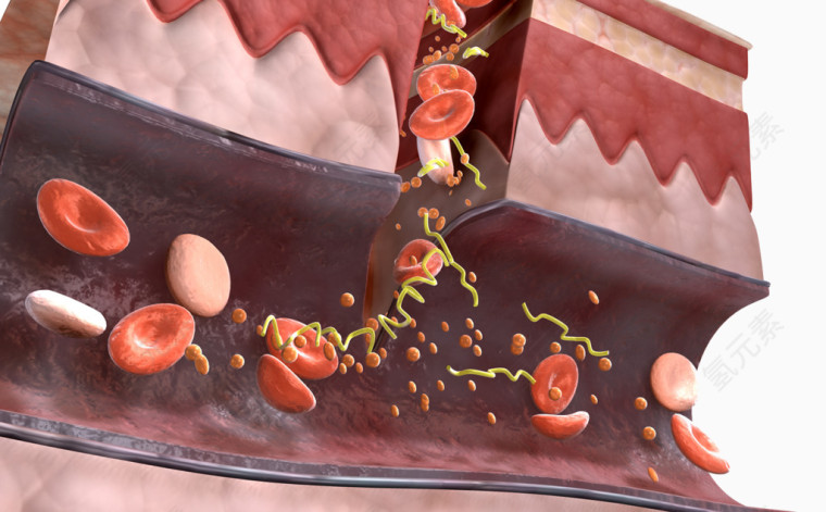 皮肤组织细胞图片