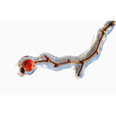 树枝上冰冻的红果