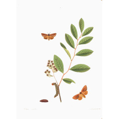 毛毛虫和蝴蝶高清免扣素材