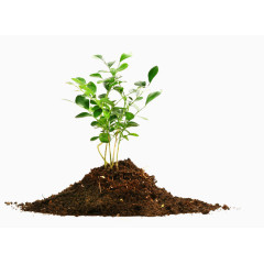 小树苗植树节