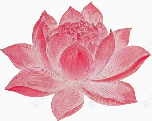 红色花朵素材