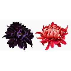 紫色粉色墨菊图片素材