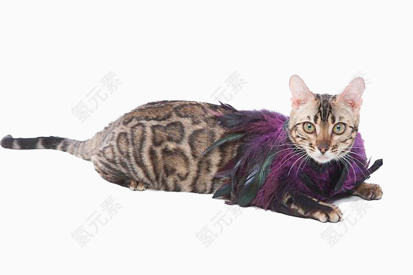 可爱猫咪
