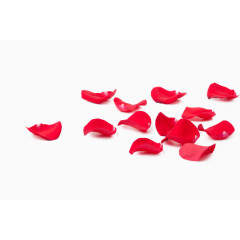 凋零的红色玫瑰花瓣