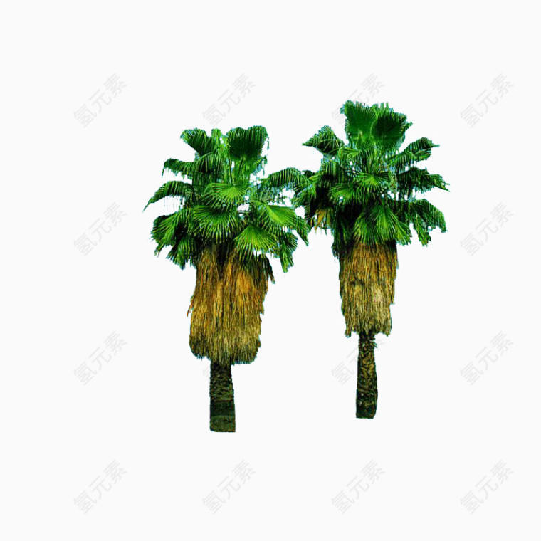 风景树
