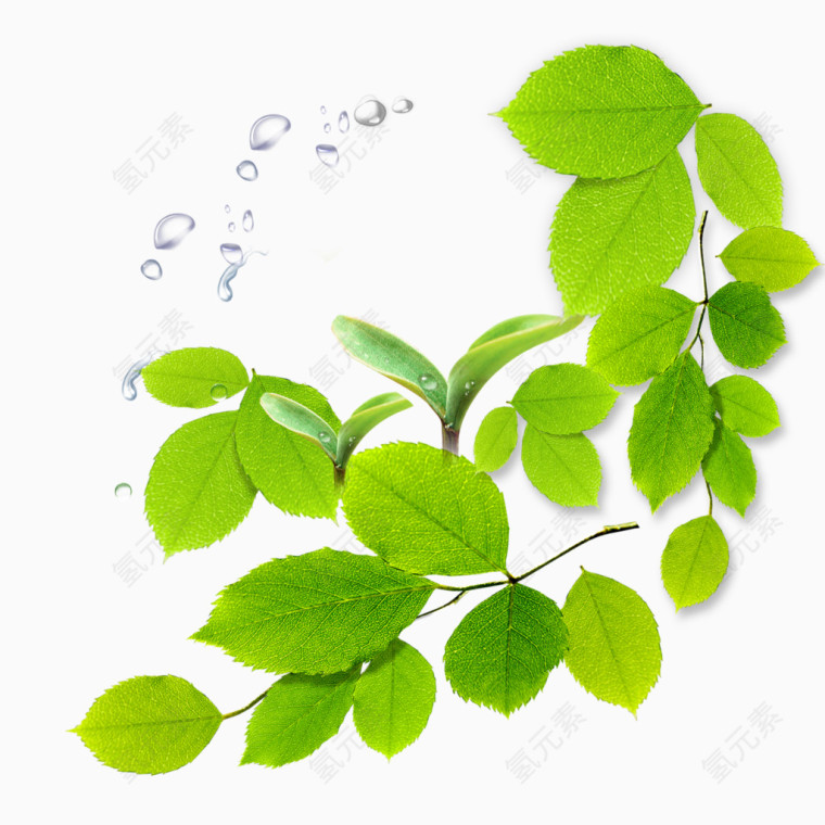 水滴绿叶和嫩芽