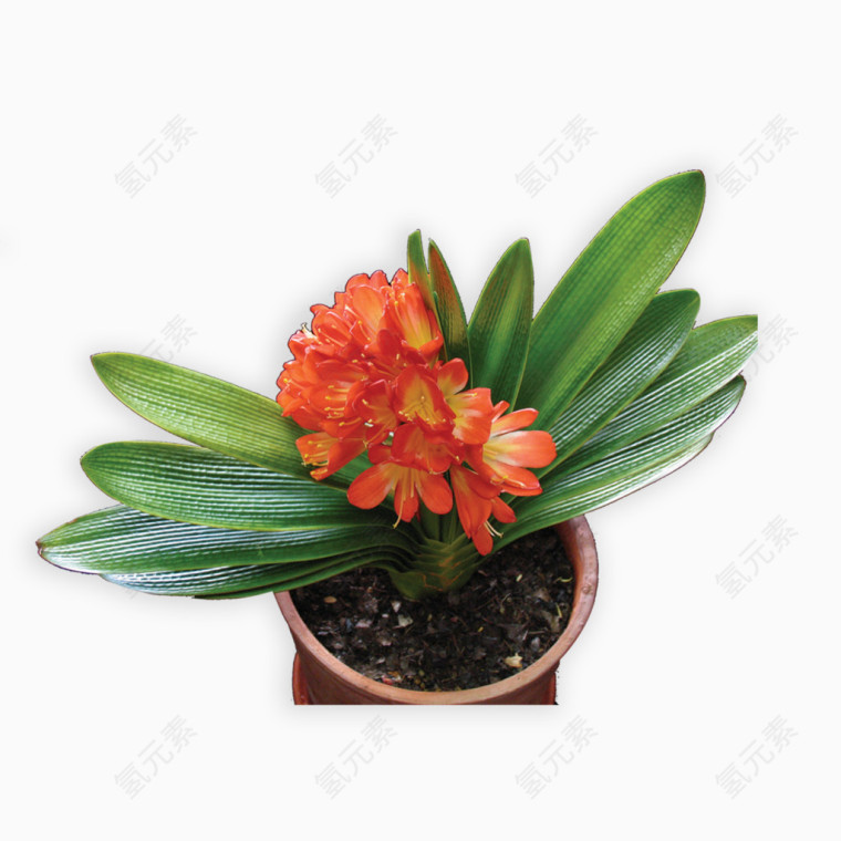 养殖花盆植物