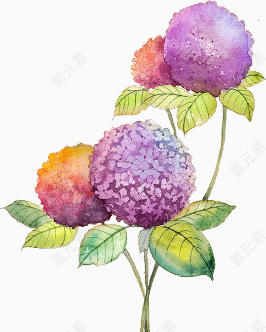 紫阳花