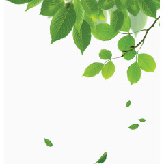 唯美精美清新自然健康树叶树枝