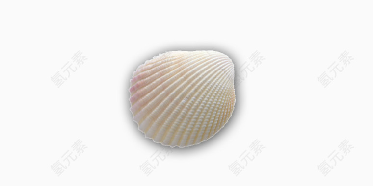 海螺海洋生物