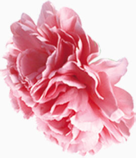 花，淘宝素材，粉色