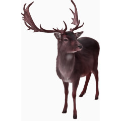 棕色简约麋鹿装饰图案