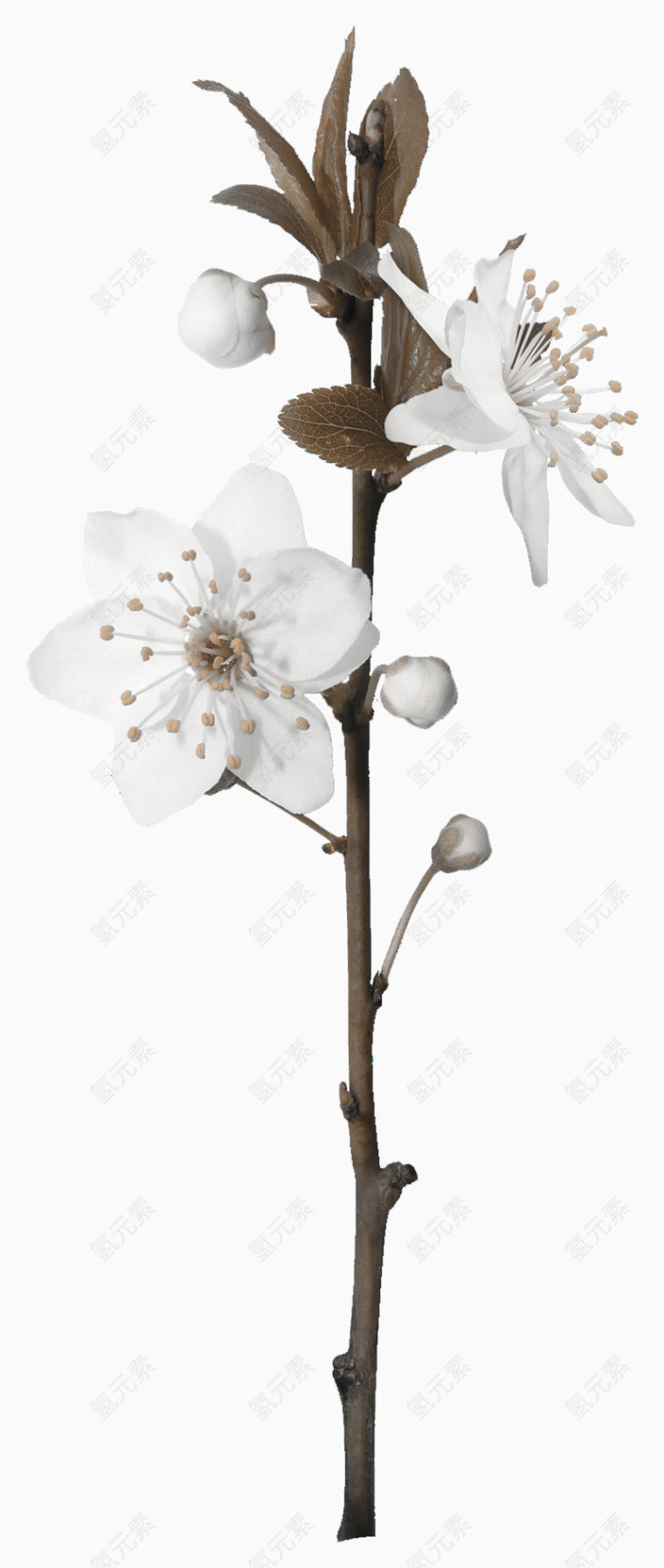 假花白兰花