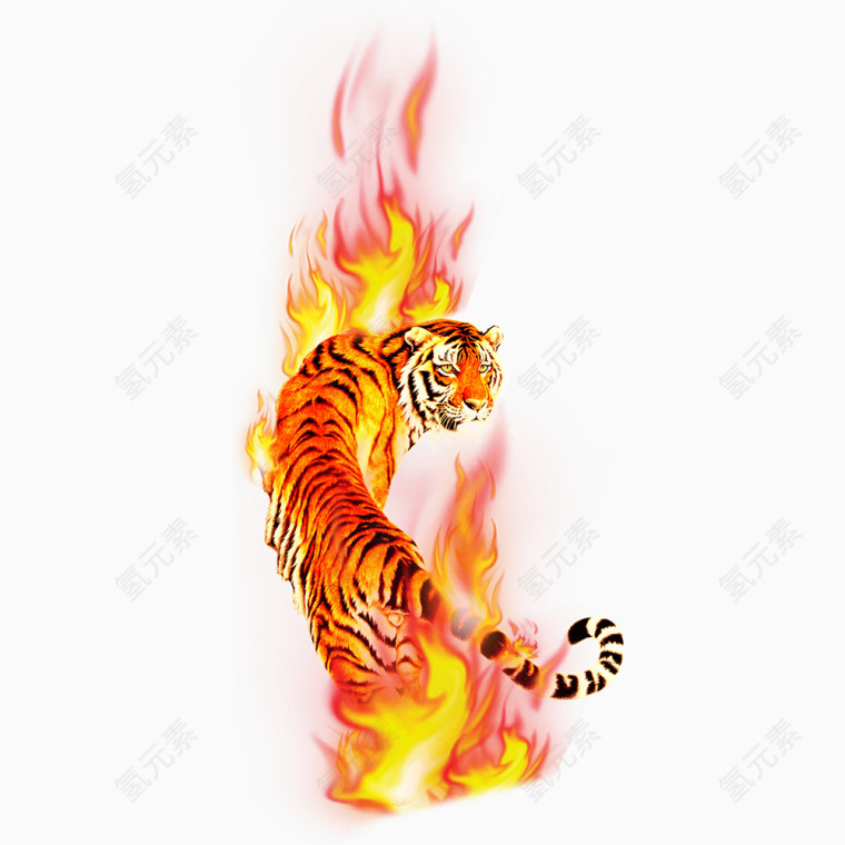 超炫超漂亮的老虎背影