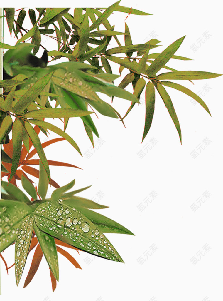 干枯的竹叶免抠素材