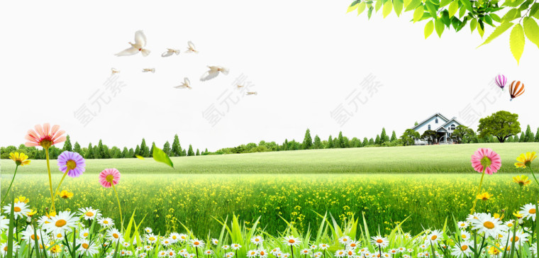 绿草房子和平鸽