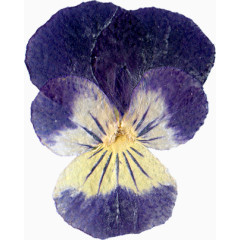 超唯美压花干花深紫色花朵花瓣