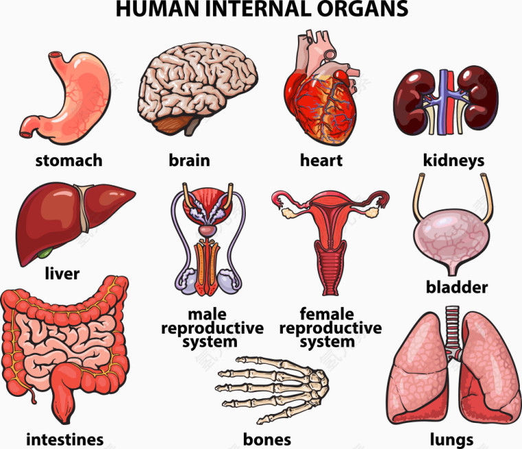 矢量人体解剖