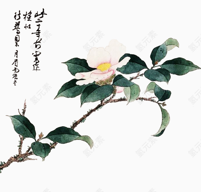 手绘山茶花