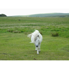 草原上的小马驹