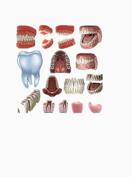 口腔矢量图