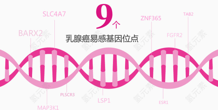 乳腺癌易感基因位点