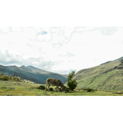 西藏拉萨草原三