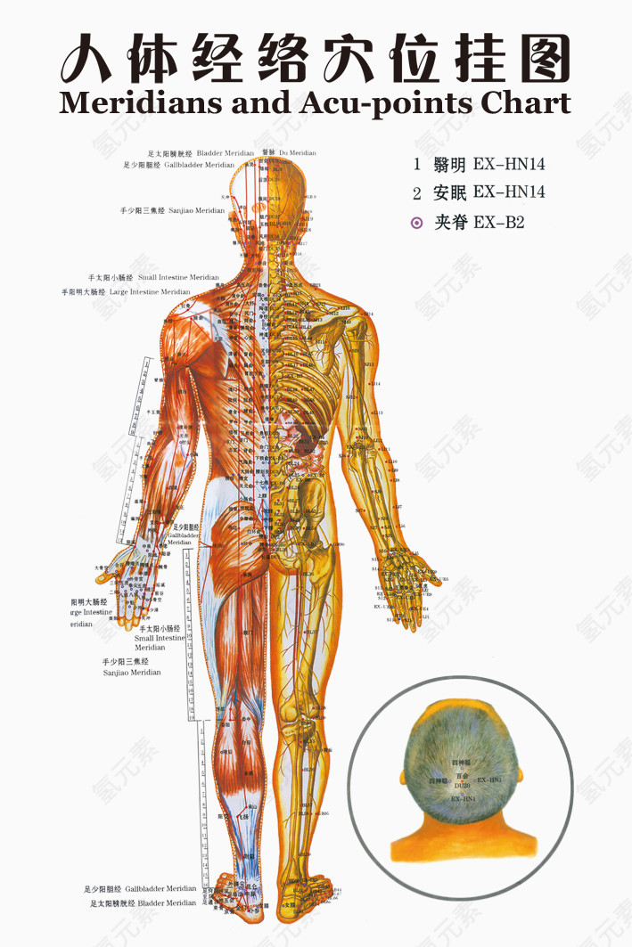 人体经络穴位挂图