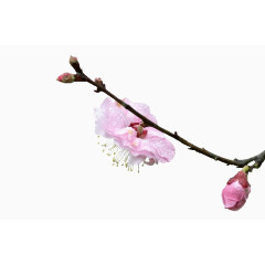 春天花朵素材免抠