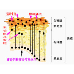皮肤组织构成图片