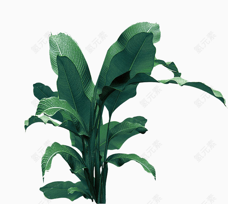 清新绿色植物装饰图案