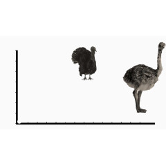 鸟类背景PPT模板