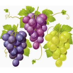 矢量水果樱葡萄